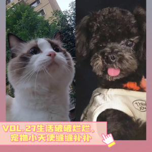 VOL.27生活破破烂烂，宠物小天使缝缝补补
