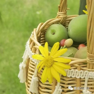 【邂逅时节-立夏】芍药，核酸，哪里也去不了的五一假期不如来碗乌米饭吧
