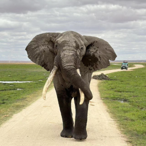 007 走进非洲：落后与狂野却让他们拥有了真正的松弛感。