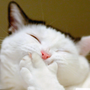 EP11.我们考上三本，是因为不够努力吗？