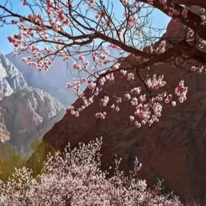 春季帕米尔高原杏花旅行讨论（下）