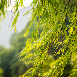 040-儒表道里贺知章