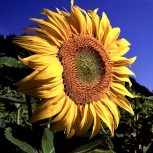 Vol.024.可得性偏差：容易想起来的，就是重要的【人之复杂和有趣】