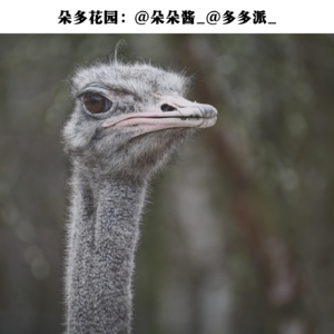 06.你卖的是什么肉？