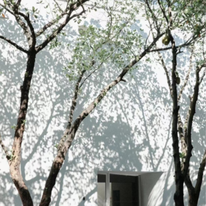 【十月宝藏歌曲分享】——被树叶割碎的阳光