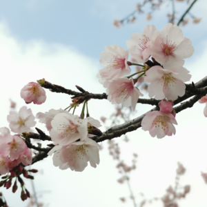 Vol 09. 四季特集：用一种浪漫的方式过春天