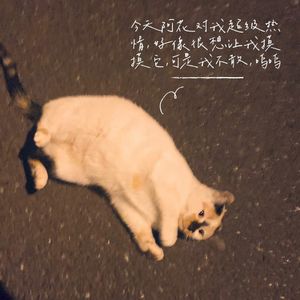 睡前故事 小白兔迷路了 猫猫的睡前故事 小宇宙 听播客 上小宇宙