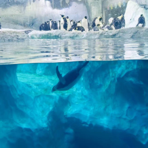 讲野好慢葛鱼仔（粤语）