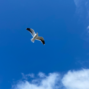 英语吐槽开播啦