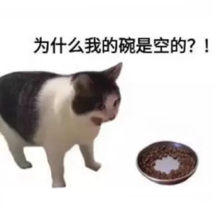 25. 一只留英小猫