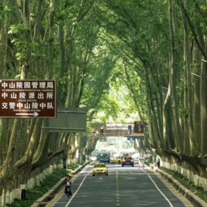 Vol.09 钟山风景区：一条至少暴走2w步的city walk路线