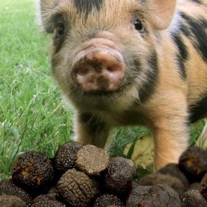 第十九期——买不起不是我的错