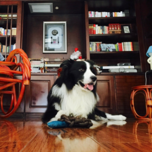 vol.06 | 萌宠大机密:关于小宝贝们的二三事