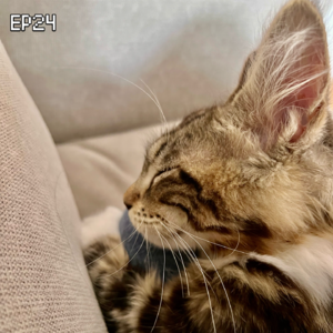 EP24 诺拉电台 助眠歌单:晚安,祝你诺拉A梦