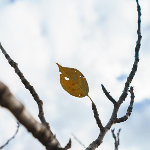04 中学英语课例分享 The Last Leaf 最后一片叶子
