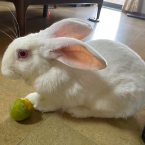 S2E6 为爱偷吃苹果、有点“健忘”的兔兔，她拜了 108 个神