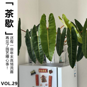 Vol.29【茶歇】再见了园艺糟心事!还有一些年末真情流露