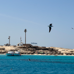 vol.02 圣诞礼物可能是惊喜也是惊吓！