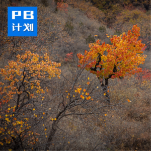 S4E06: 【常规班】关于跑者怎么吃，我们有很多话要说