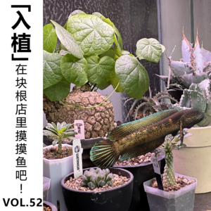 Vol.52【入植】在块根店里摸摸鱼吧！