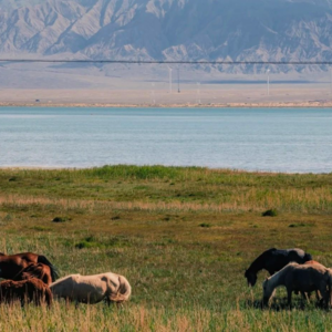 青海柔嫩的草尖上晾着地狱晒着天堂