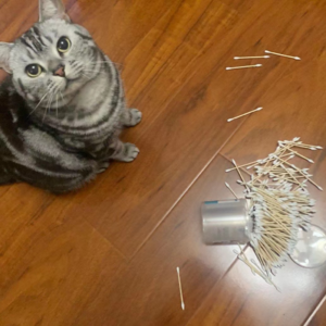 vol.02 | 是猫选择了人类，而不是人类选择猫