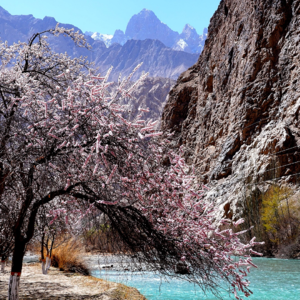 春季帕米尔高原杏花旅行讨论（上）