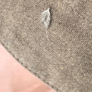 食物，海浪，生长。