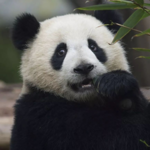 EP63 风靡全国的病毒熊猫烧香与古早杀毒软件兴衰史