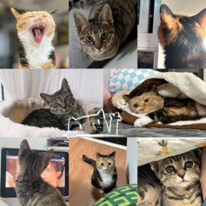 13 养猫后，我变得比我妈还疯狂