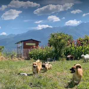 Vol.15 靠自己的力量救助流浪狗治愈世界，见证魔法时刻 —— 专访大理流浪狗魔法学院