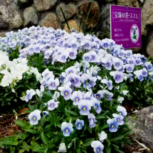 堇学座028:四人放飞聊:塚饭真心话(下篇)