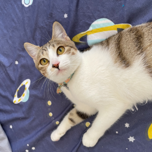 玄学夜话 091｜养猫往事：未婚先孕猫装乖巧找下家的故事