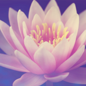 【10分钟静心冥想】放下外界嘈杂 拥抱内在安宁