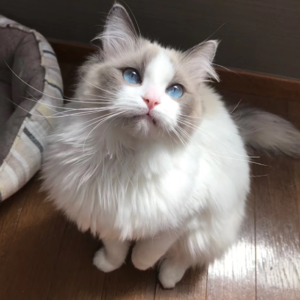 S2E3 “我花3个月找到了绵绵的转世，才确信绵绵不可替代”