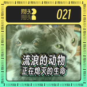 021：流浪的动物，正在熄灭的生命