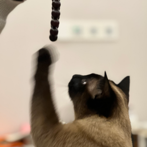 vol 03. 离开尘世，我就皈依了——有关在寺庙里内观禅修的一次对话