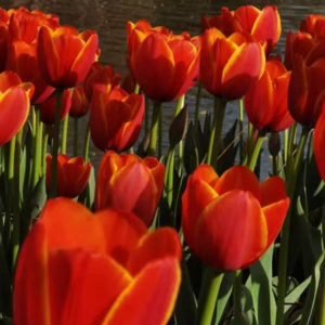 003只要人生不是虚无，我们面对的就是花海