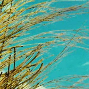 【邂逅时节-夏至】栀子花、杨梅、荷花和杭城夏至不可错过的国美毕业展