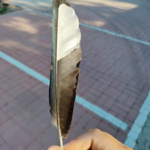 04.解放西来电之请您下好反诈APP