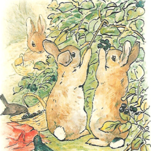 彼得兔的故事 3| The Chase