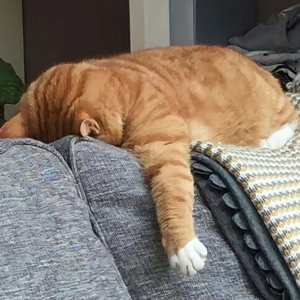 vol08｜如果人生可以躺平，我定先躺为敬