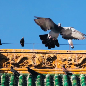 寥聊 「LL」—— 盼即赐复