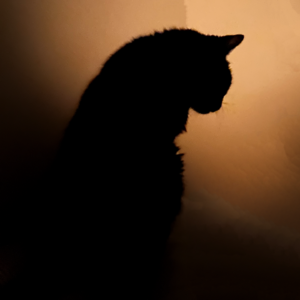 14. 老年宠物饲主的困境丨18岁高龄猫饲养日记（一）