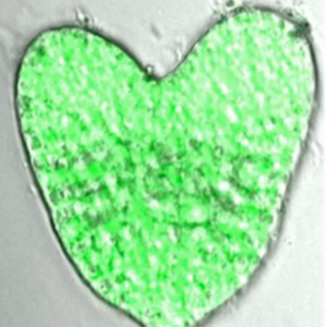 Vol.8 植物的隐秘生活