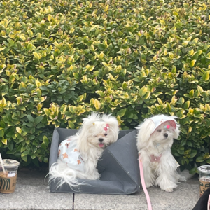 EP23 万物苏醒，一起来上海过春天吧！