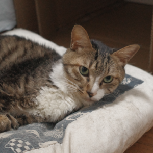 015 和小猫告别，我们为它办了一场葬礼