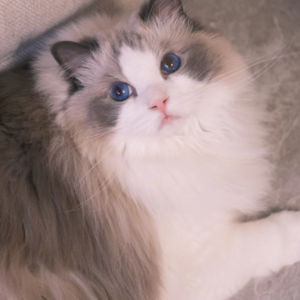 半年耗时，两个人，三只猫跨洲搬家8000公里完成！