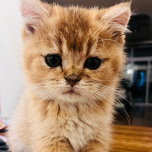 EP60｜从智能猫砂盆到足球VAR，科技的边界在哪里