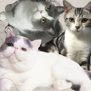 26.铲屎官的至暗时刻